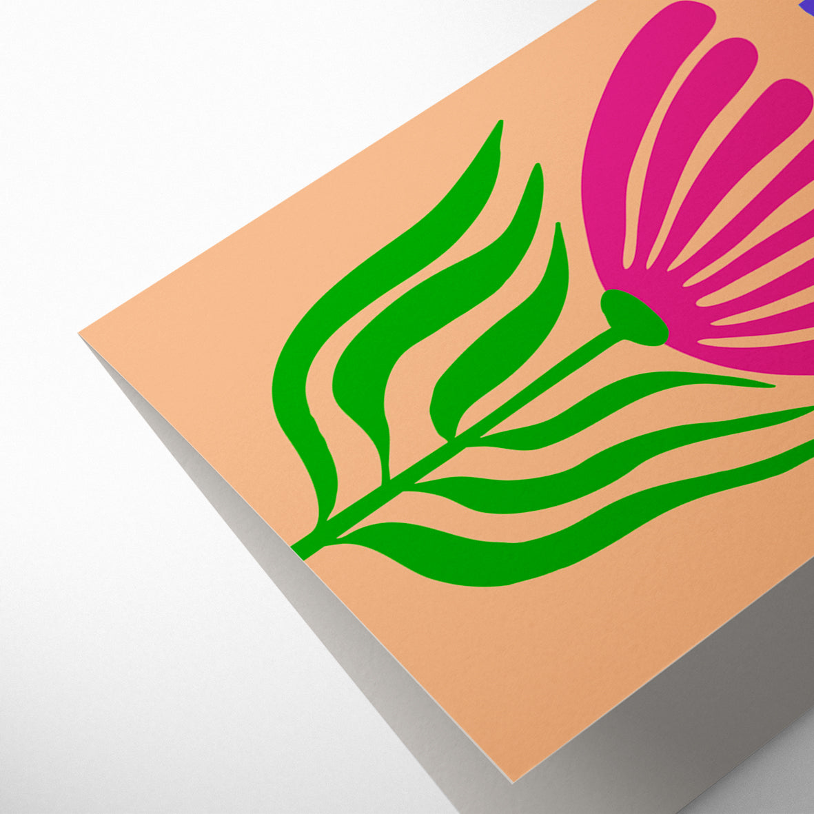 BARBERTON DAISY BIRTHDAY