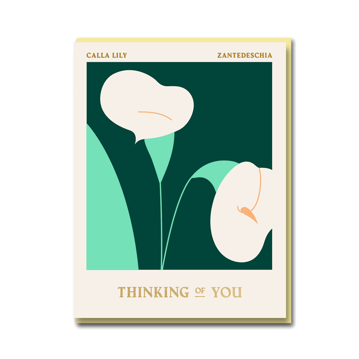 COLUMBIA ROAD: CALLA LILY THINKING OF YOU