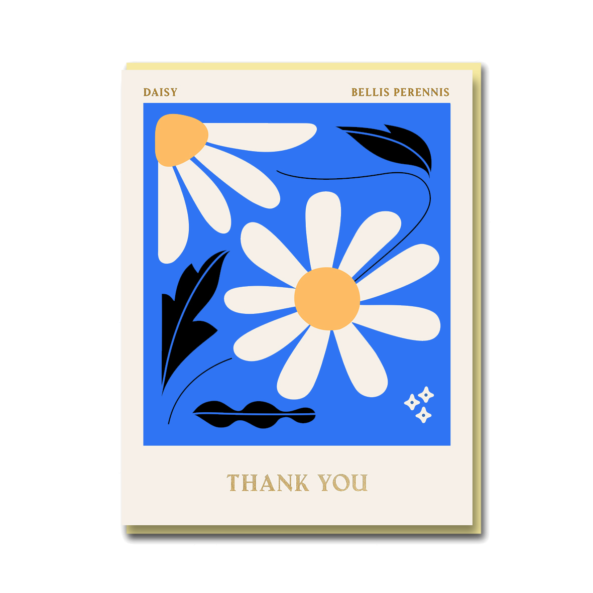 COLUMBIA ROAD: DAISY THANK YOU